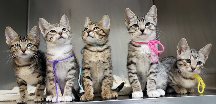 formal five kittens