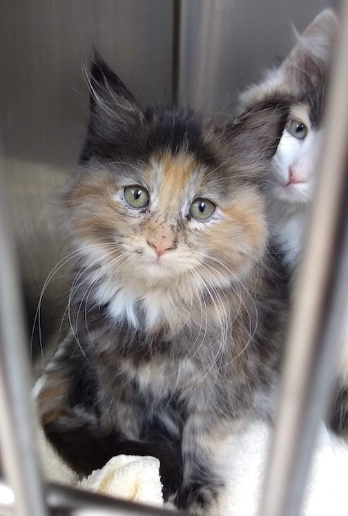 freckley kitten